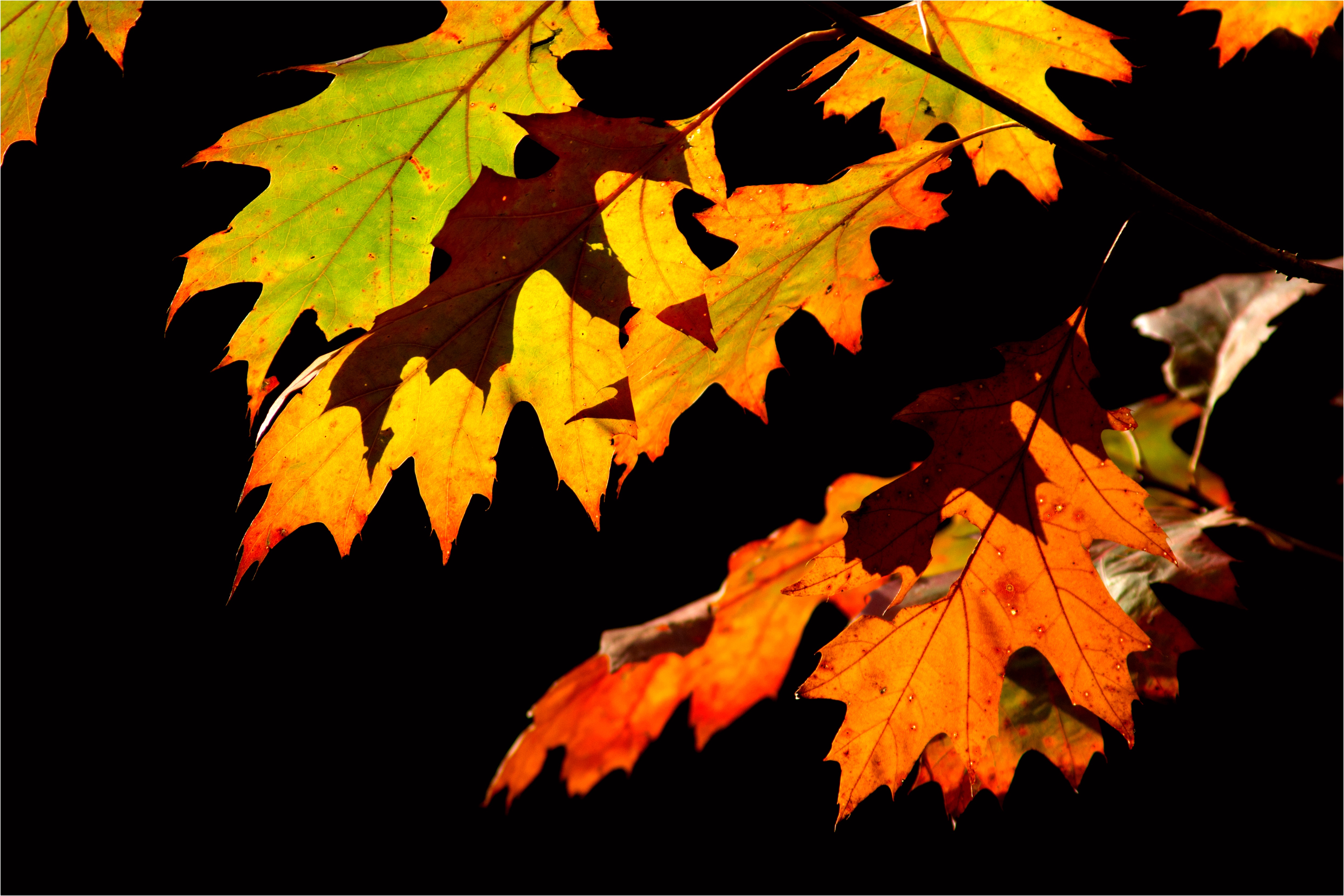 DIY een slinger van herfstbladeren