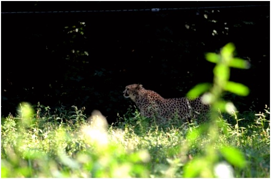 Burger s Zoo Arnhem Picture of Burgers Zoo and Safaripark Arnhem