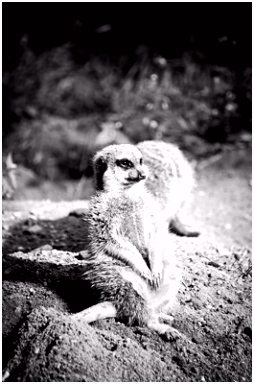 Burgers Zoo NL