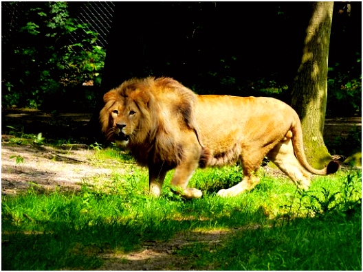 photo0 Picture of Burgers Zoo and Safaripark Arnhem