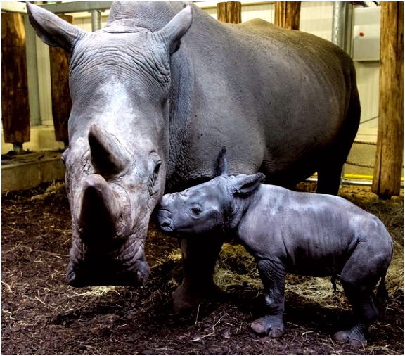 Rhino Birth Live Streamed at Burgers Zoo