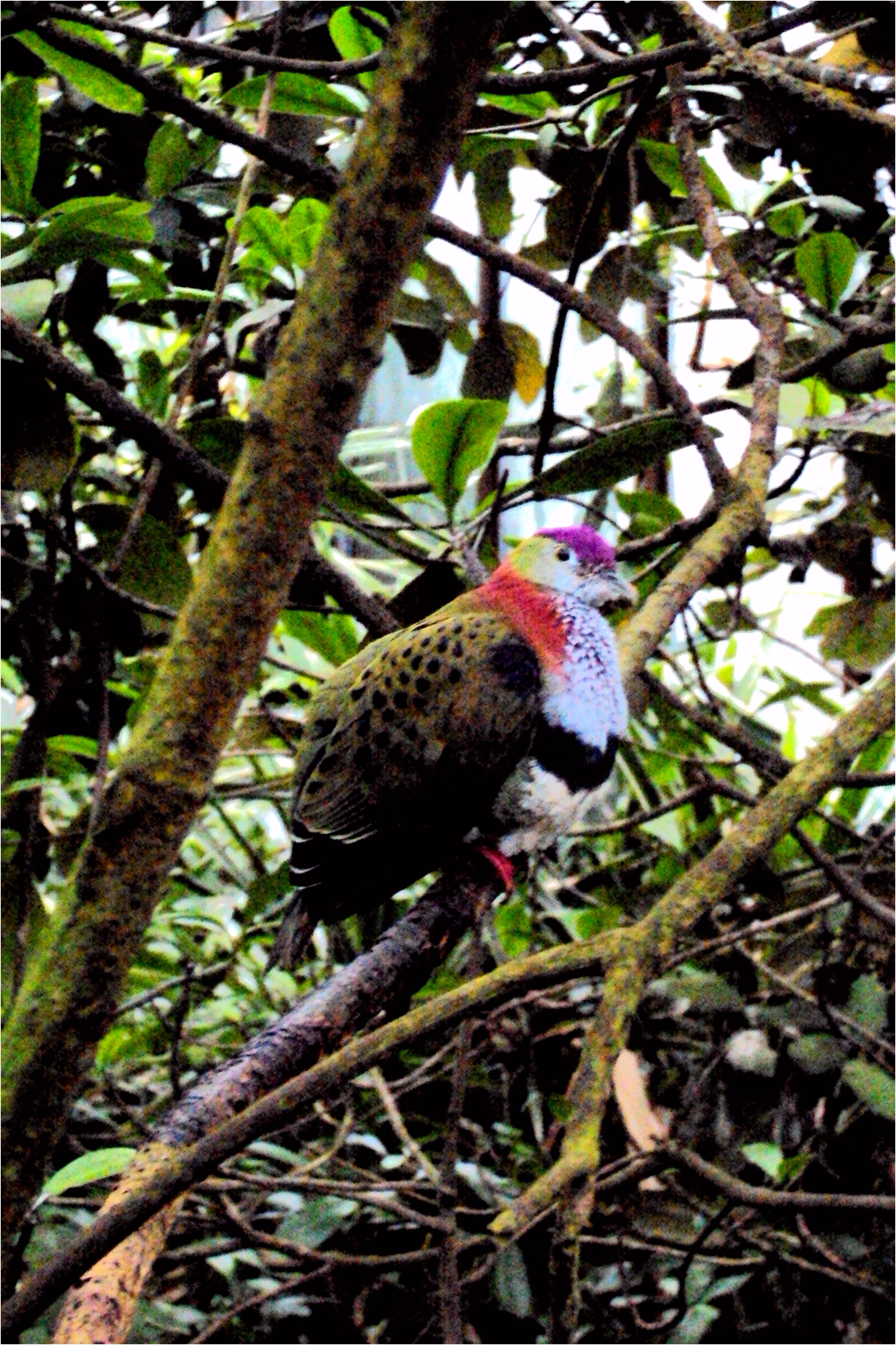 Superb fruit dove Ptilinopus superbus in the Mangrove 21 02 2015