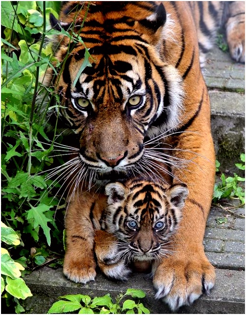 Young tiger cubs Animals Pinterest