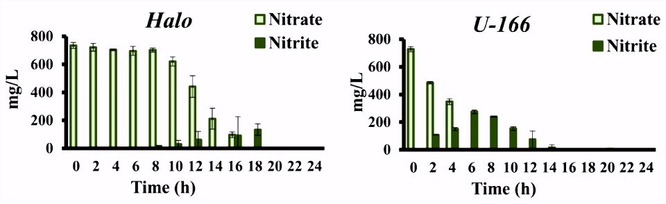 Laboratory growth of denitrifying water column microbial consortia