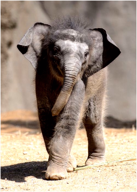 826 best ELEPHANTS images on Pinterest