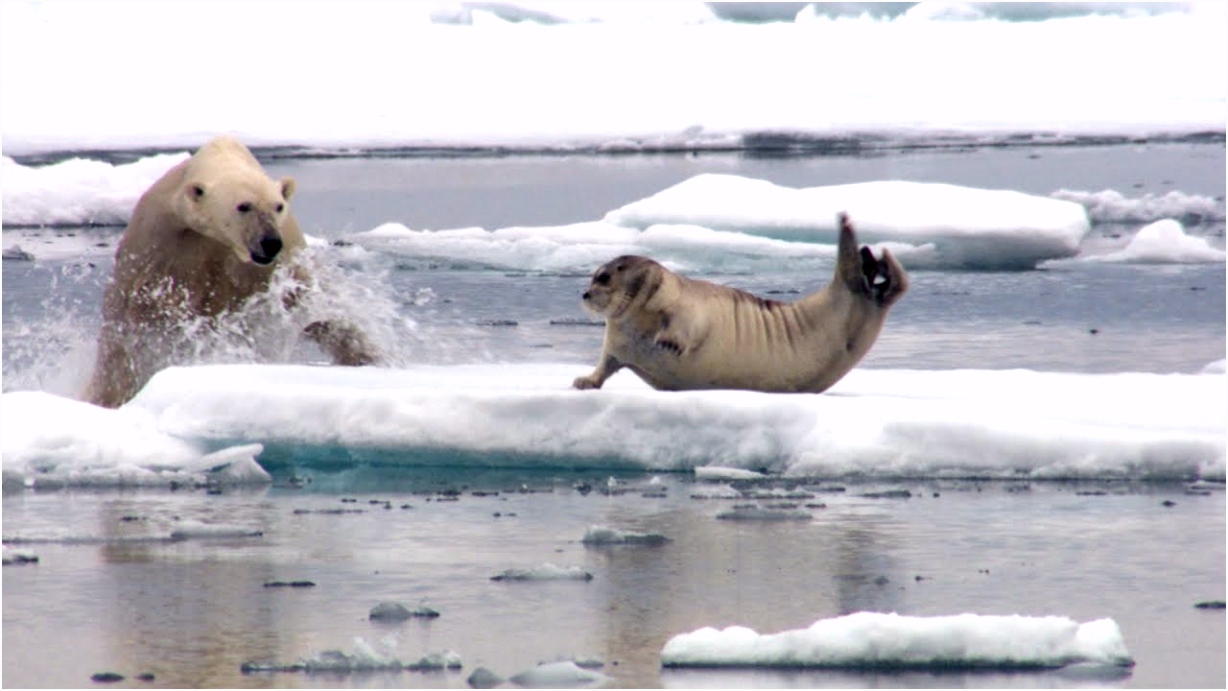 Hungry polar bear surprises a seal The Hunt Episode 2 Preview