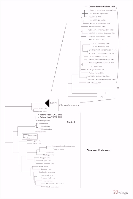 John Libbey Eurotext Virologie Rodent borne viruses in French Guiana