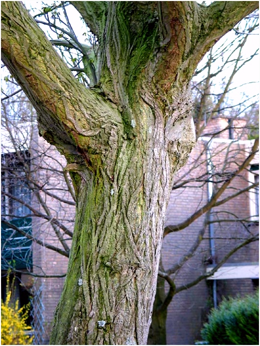 Nederland Kan De Boom In Bomengids Winter Sleutel Voor Nederlandse Loofbomen E9zt47arm5 Omub6sfveu