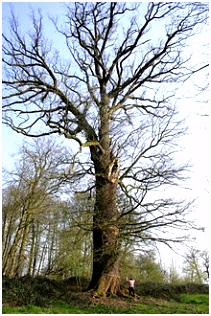 Nederland Kan De Boom In Boom Plant Z1om89uhx1 D2uwv2trvs