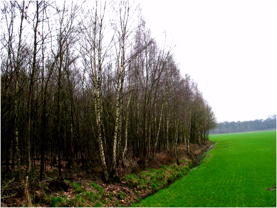 Nederland Kan De Boom In Bos Sleutel Welke Bomen Tref Je In Het Bos Bomen Herkennen Op Deze W5nz63vcb1 Cvba2hehnm