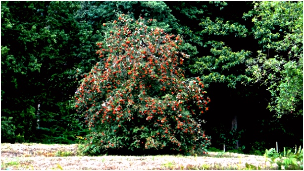 Nederland Kan De Boom In Flora Van Nederland Wilde Lijsterbes sorbus Aucuparia T1nf43gad6 Lmosm6xlw2