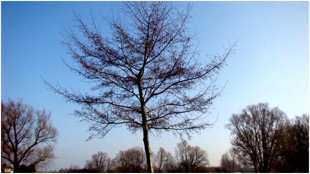 Nederland Kan De Boom In Flora Van Nederland Zwarte Els Alnus Glutinosa Q7ne04hxz3 Rsth6mosrm