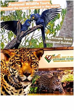 Pantanal Ecoverde Tours Cuiaba 2018 Alles wat u moet weten