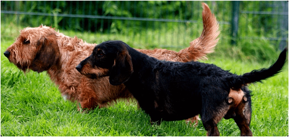 Dierenpension met veel ervaring en liefde