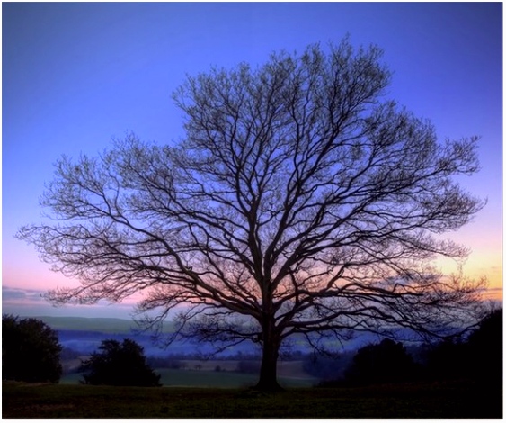 Poster Single kale winter boom tegen trillende zonsondergang