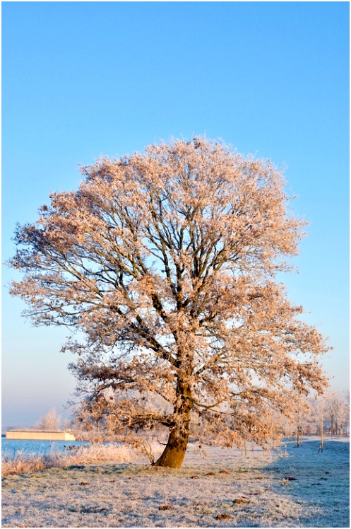 Winterboom Natuur foto van Wondelgijn