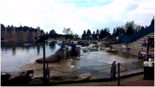 Dolfinarium Picture of Dolfinarium Harderwijk TripAdvisor