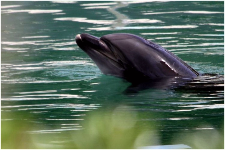 Dolphin Aquarium Netherlands