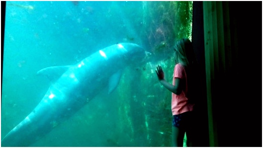 Je kan ze haast aanraken Picture of Dolfinarium Harderwijk