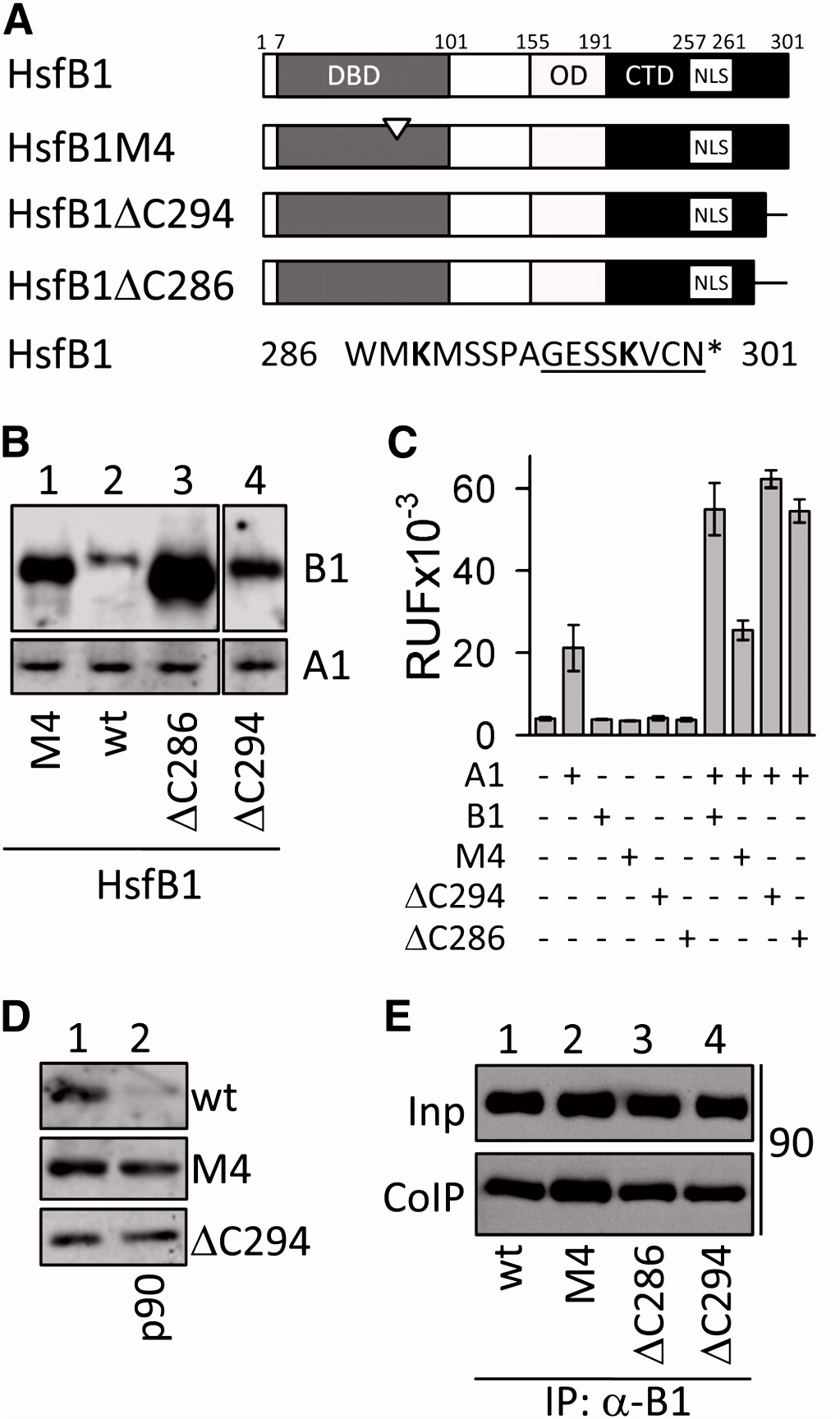 Crosstalk between Hsp90 and Hsp70 Chaperones and Heat Stress