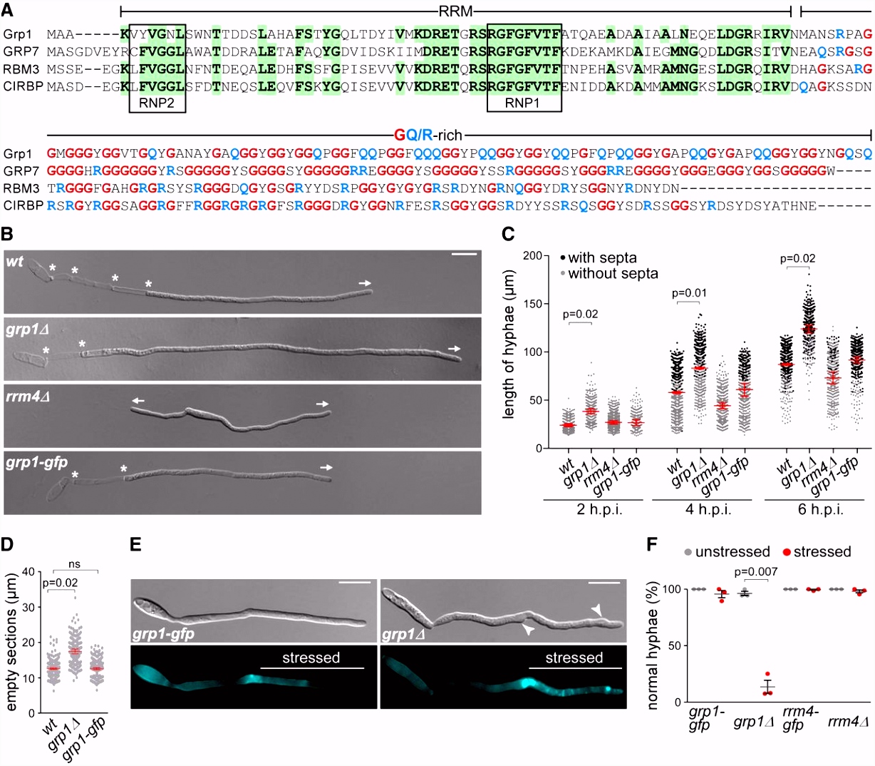 The key protein of endosomal mRNP transport Rrm4 binds translational