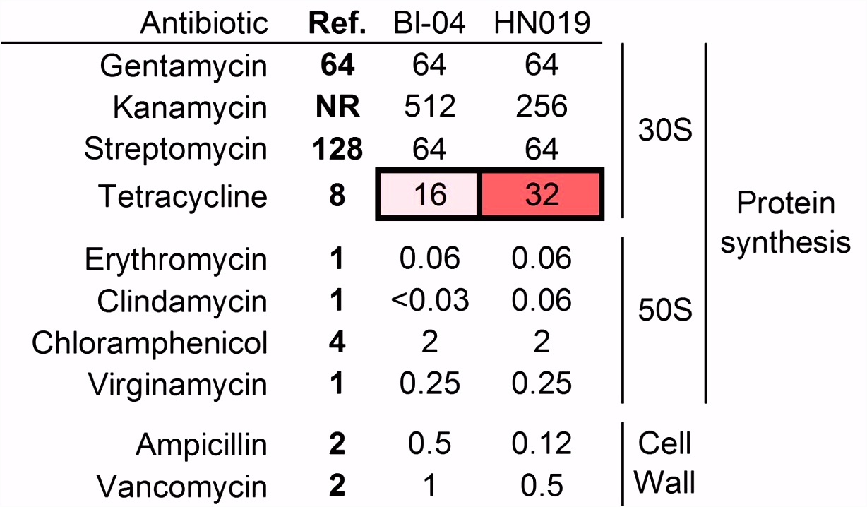 Transcriptional and Functional Analysis of Bifidobacterium animalis