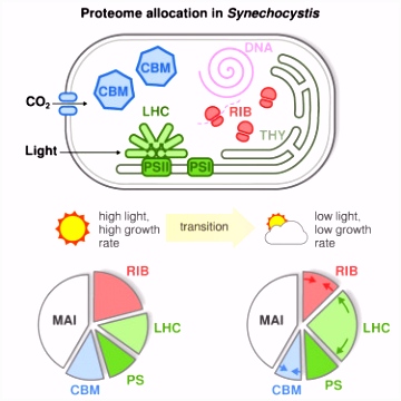 Growth of Cyanobacteria Is Constrained by the Abundance of Light and